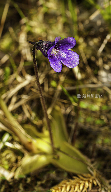 普通的butterwort, Pinguicula vulgaris macroceras, Chugach国家森林，威廉王子湾，阿拉斯加，香菇科，食肉，捕捉和消化小昆虫在其叶子上。产于沼泽和潮湿的亚高山地区。